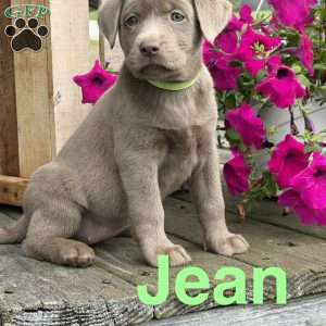 Jean, Silver Labrador Retriever Puppy